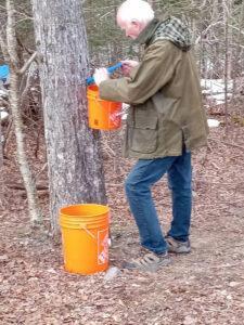 Dale collects sap for maple syrup from one of the 17 trees he has tapped.